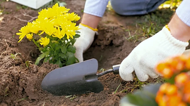 Skip Mums: These Fall-Blooming Flowers Will Thrive In Heavy Clay Soil Without Amendments