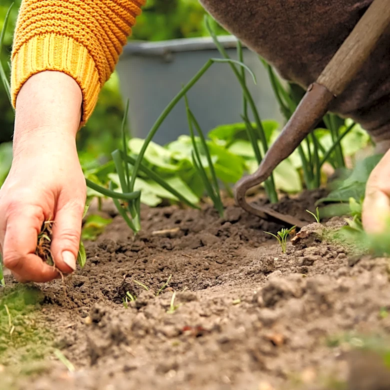 Say Goodbye To Painful Pulling: Get Rid Of Weeds With This Compact Garden Tool