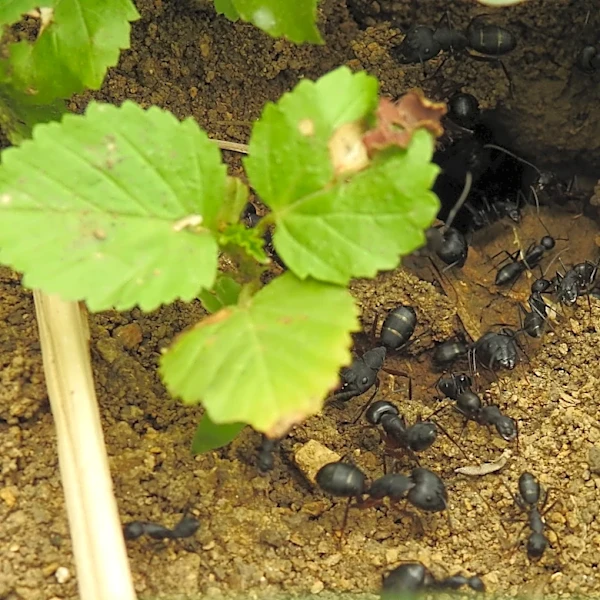 How To Repel Ants With A Rustic Garden Addition You Already Love