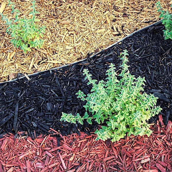 What's The Average Lifespan Of Garden Mulch?