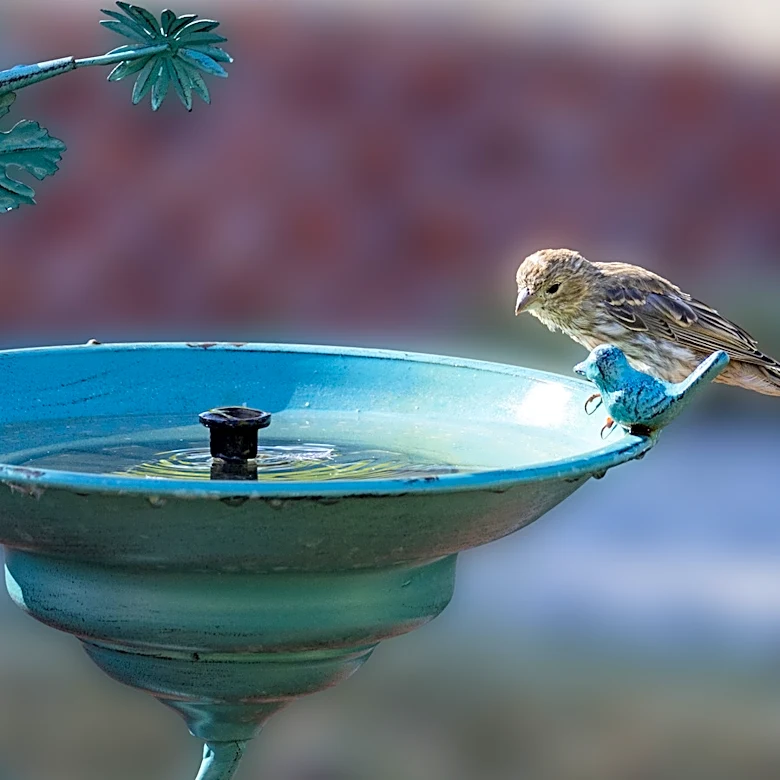Forget Store Bought: Assemble An Easy To Build Bird Bath With Items You Already Own
