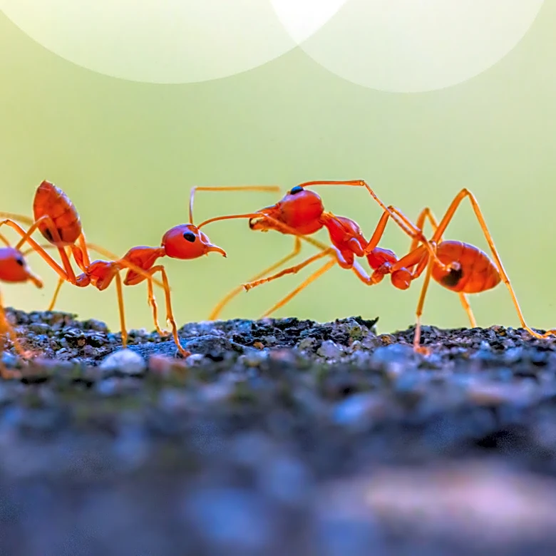 Easily Remove Ants From Gravel Drives With A Powerful Find From Amazon
