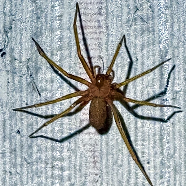 What Attracts Brown Recluse Spiders To Your House?