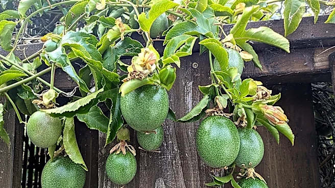 When Your Neighbor's Tree Drops Fruit In Your Yard Does It Belong To You? Here's What To Know