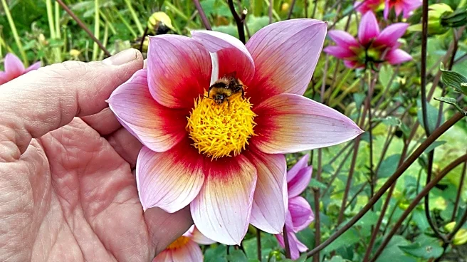 Save Toilet Paper Tubes To Create A Bee-Friendly Pollinator Garden