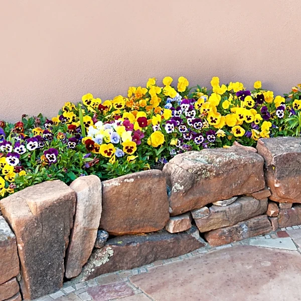 Not Pansies: The Old-Fashioned Purple Flowers Gardeners Still Love To Grow