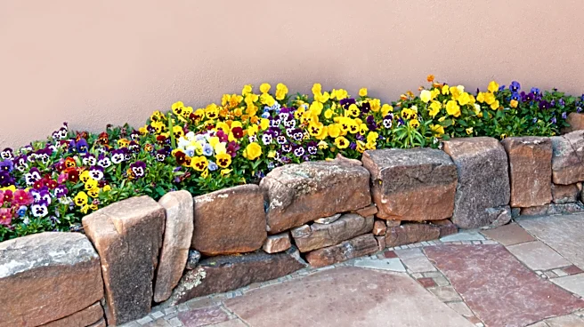 Not Pansies: The Old-Fashioned Purple Flowers Gardeners Still Love To Grow