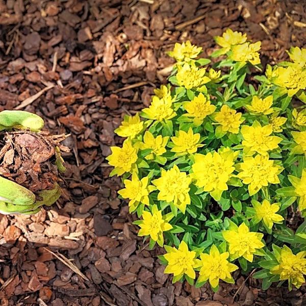 Mulch Vs Wood Chips: What's The Difference And Why Does It Matter?