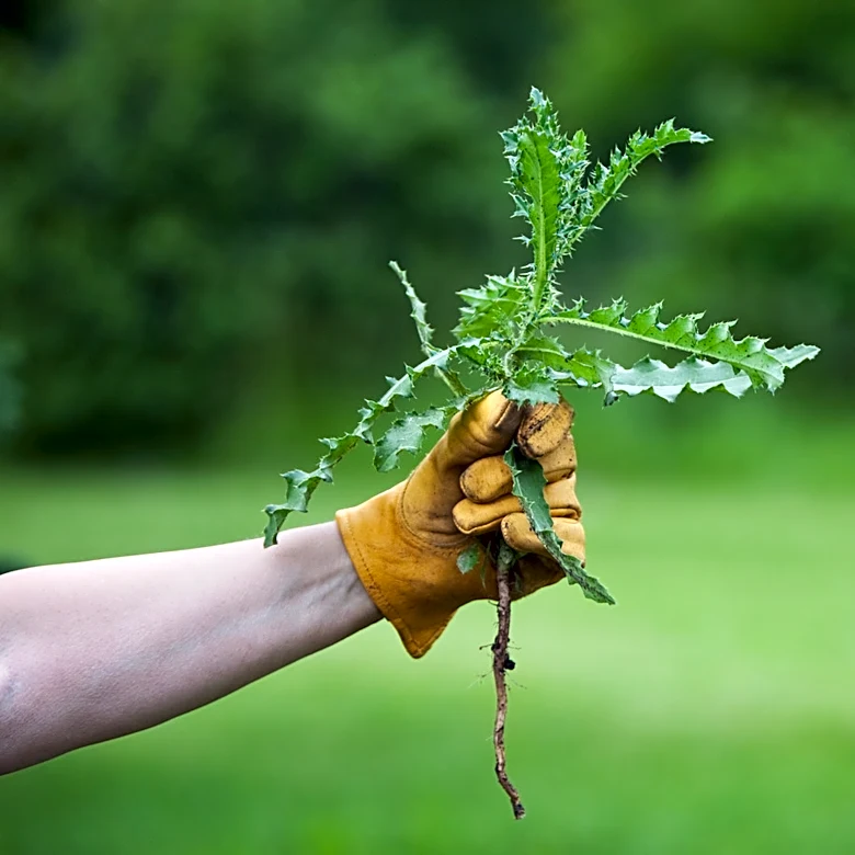 The Lightweight Find From Amazon That Makes Hand Pulling Weeds Easier