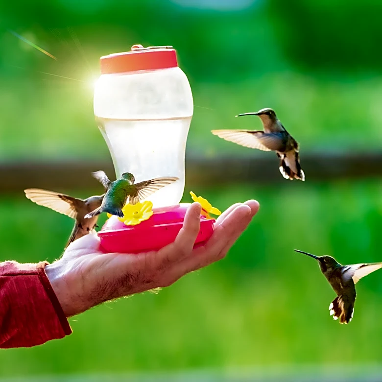 Say Goodbye To Traditional Bird Baths: DIY Your Own With A Hummingbird Feeder
