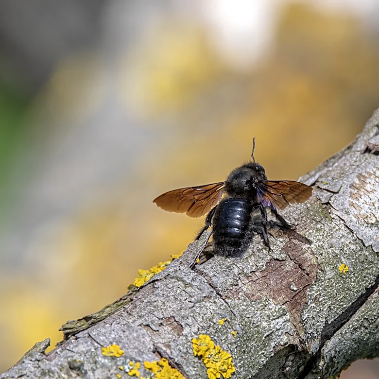 Do Carpenter Bees Come Back To The Same Nest Every Year?