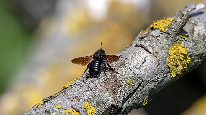 Do Carpenter Bees Come Back To The Same Nest Every Year?