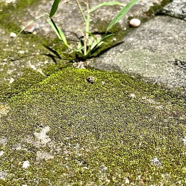 Not Vinegar: The Cleaning Solution For Removing Moss From Concrete