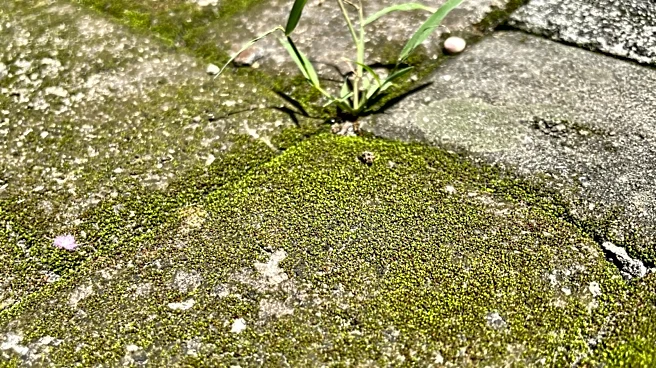 Not Vinegar: The Cleaning Solution For Removing Moss From Concrete