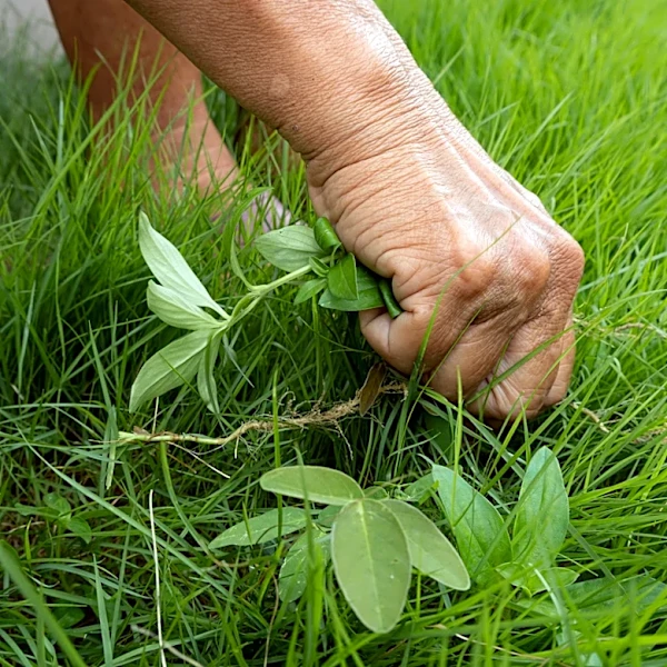 September Is The Best Time To Remove Stiltgrass — Here's The Quick & Easy Way To Do It