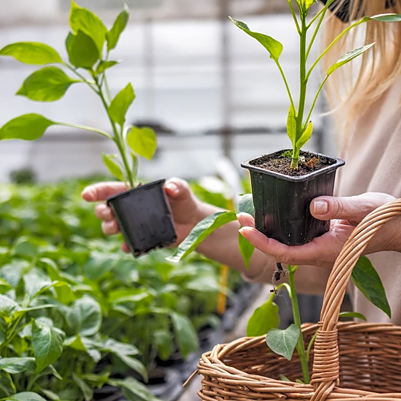 Is Galvanized Steel Safe For Growing Vegetables?