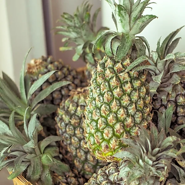 What A Pineapple On A Porch Really Means
