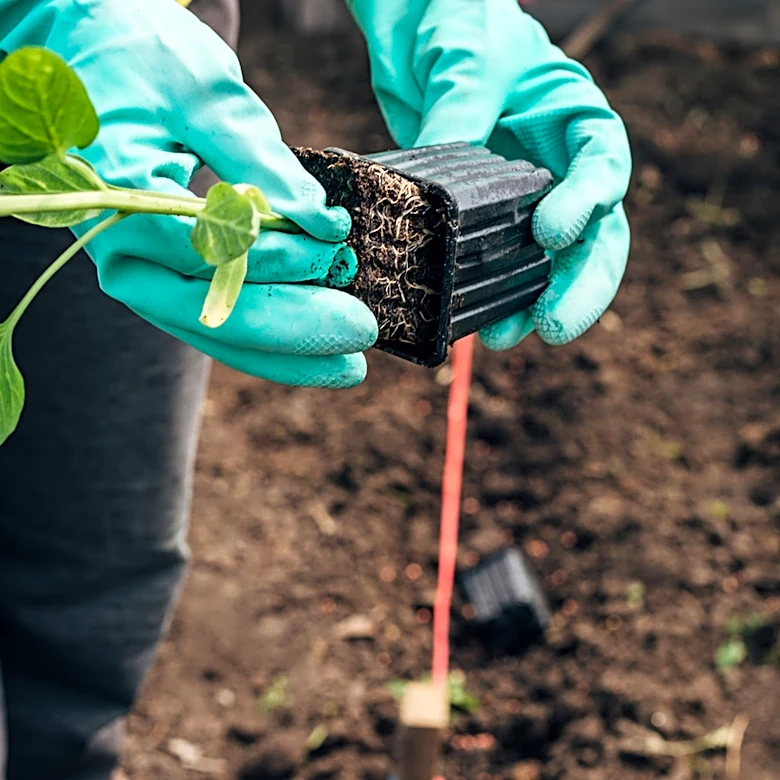 No More Random Digging: The Amazon Find That Keeps Seedlings Consistent
