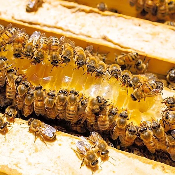 Gardener Transforms A Simple Glass Jar Into A Functional Hive For Bees With An Impressive DIY