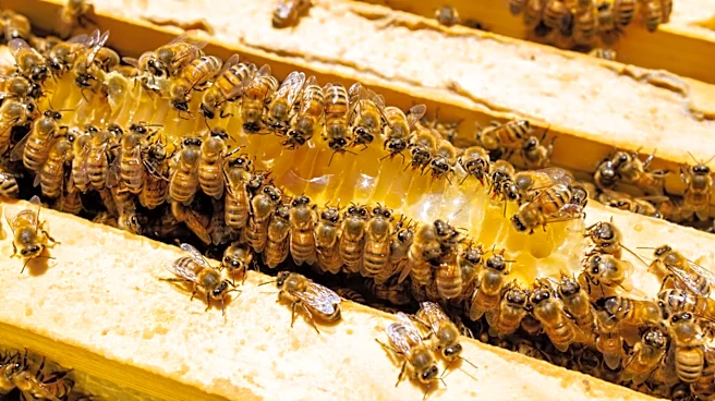 Gardener Transforms A Simple Glass Jar Into A Functional Hive For Bees With An Impressive DIY