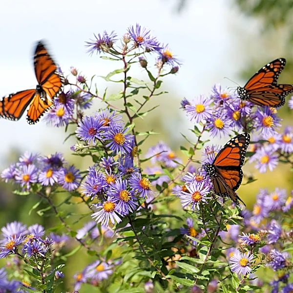 Attract Bees & Butterflies To Your Yard With A Beautiful Amazon Solution They'd Be Thrilled To Find
