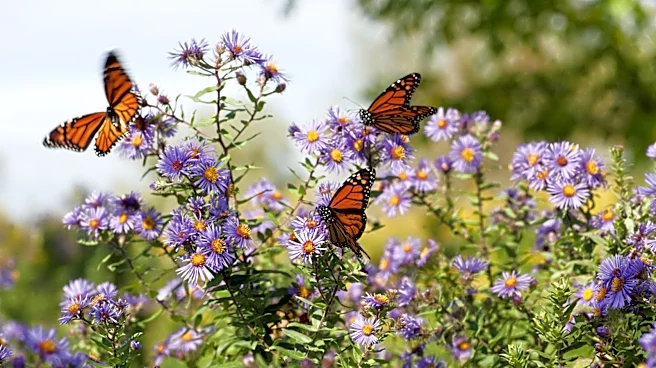 Attract Bees & Butterflies To Your Yard With A Beautiful Amazon Solution They'd Be Thrilled To Find
