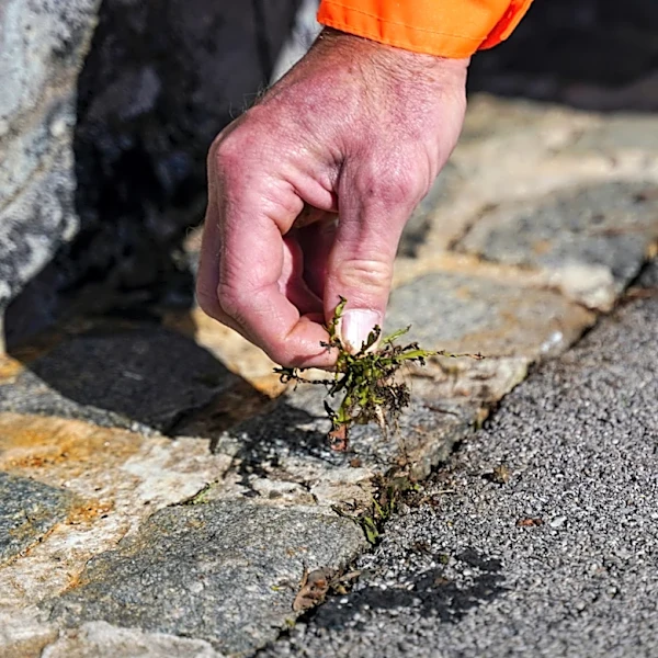 Remove Moss And Prevent Future Weed Growth On Your Asphalt Driveway With A Kitchen Staple