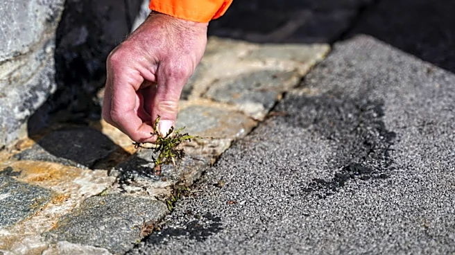 Remove Moss And Prevent Future Weed Growth On Your Asphalt Driveway With A Kitchen Staple