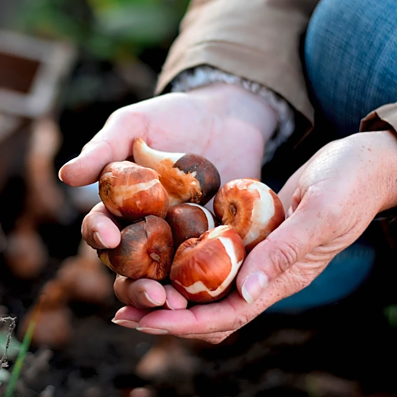 Digging Too Deep? There's An Amazon Find That Measures For Bulbs Exactly