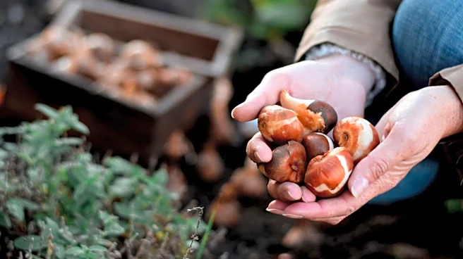 Digging Too Deep? There's An Amazon Find That Measures For Bulbs Exactly
