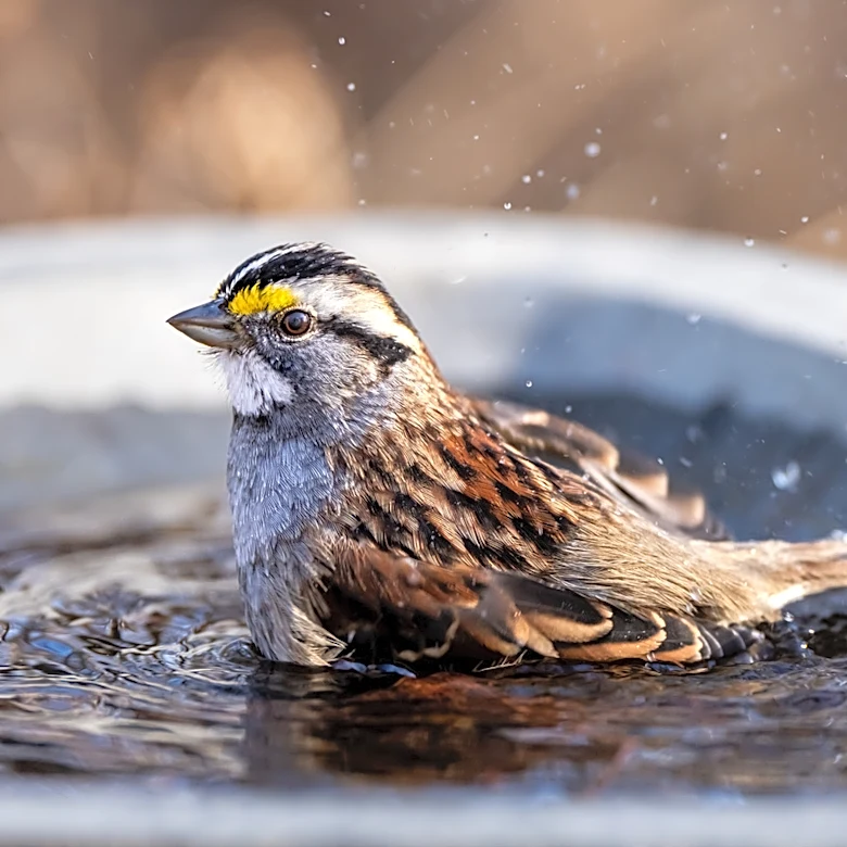 See Ya Later, Basic Bird Baths: The Beautiful Find From Amazon That Doubles As A Feeder