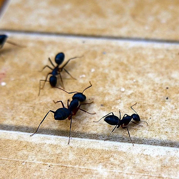 How To Get Rid Of Ants With A Clever DIY Using Small Bottle Caps