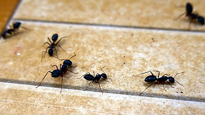How To Get Rid Of Ants With A Clever DIY Using Small Bottle Caps