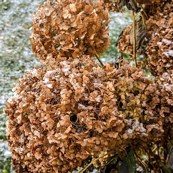 Not Just Summer: The Beautiful Hydrangea That Blooms Until First Frost