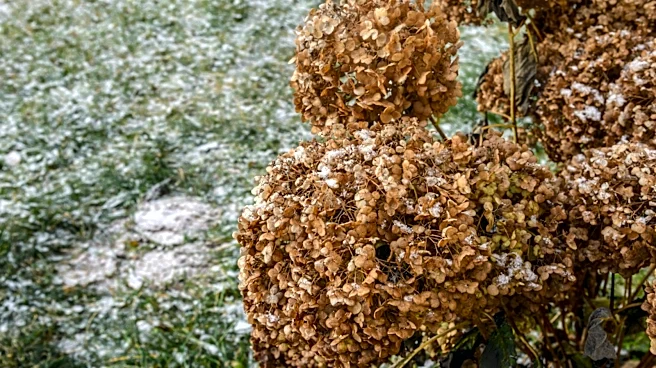 Not Just Summer: The Beautiful Hydrangea That Blooms Until First Frost