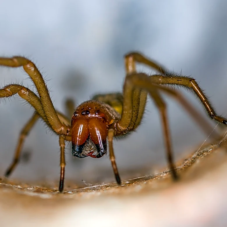 What To Do If The Brown Recluse Spider In Your Yard Or Home Bites You