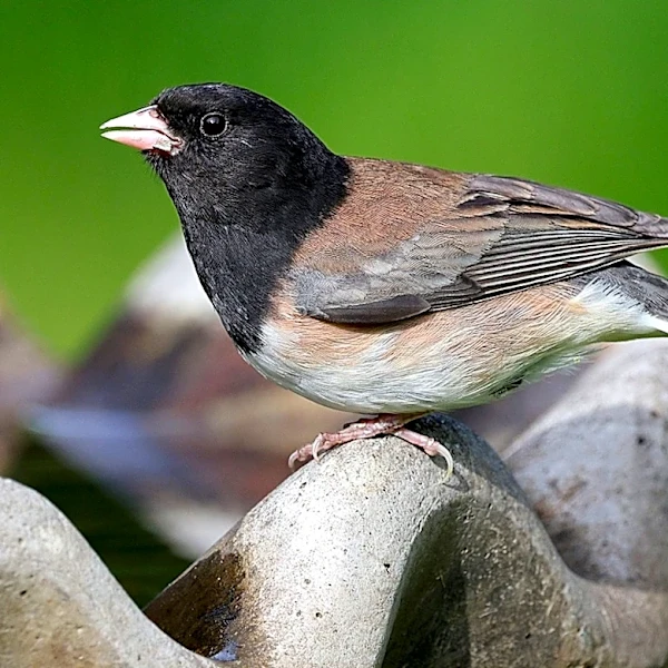 Goodbye Traditional Bird Baths: A Rustic Lowe's Find That Doubles As Beautiful Décor
