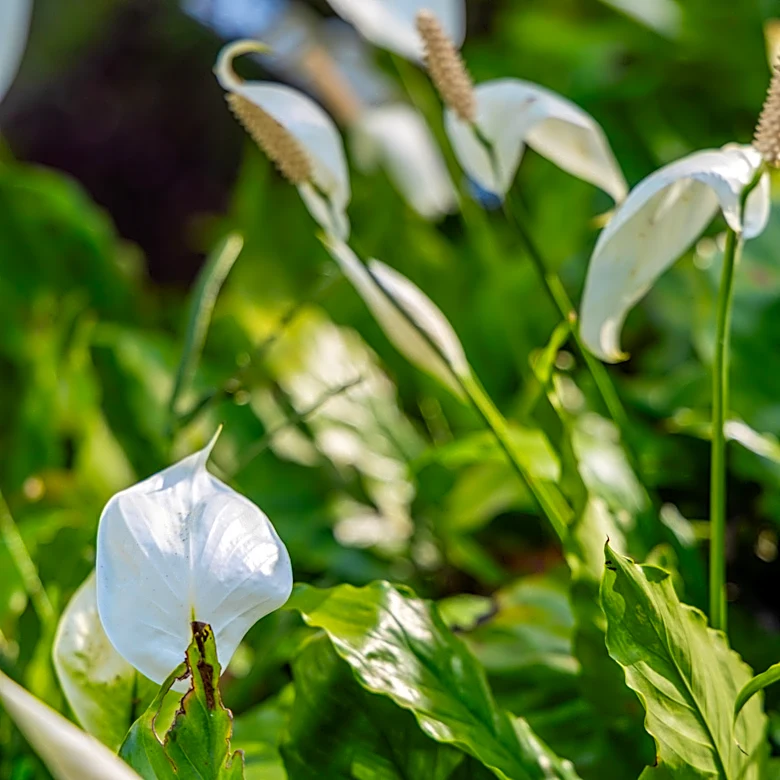 What Your Peace Lily Plant Needs In Fall To Keep It Healthy All Winter Long