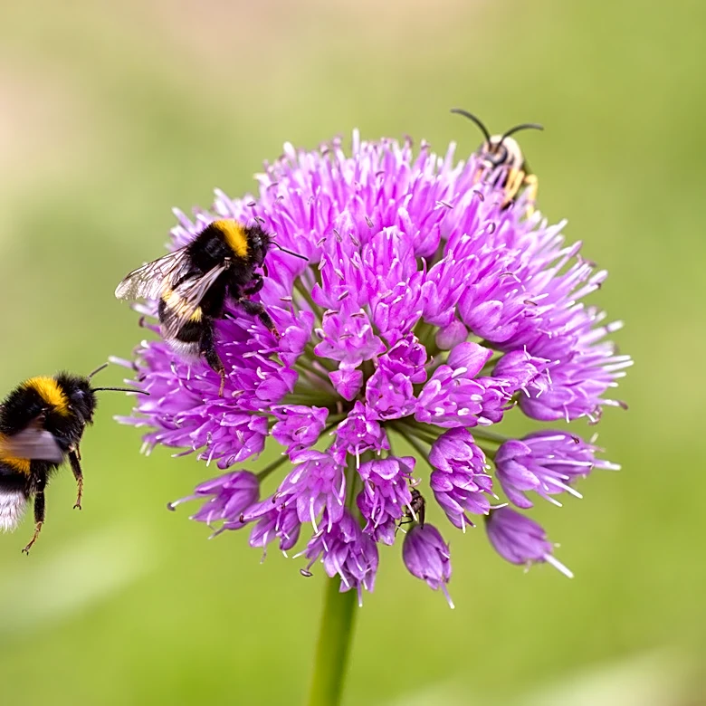 Keep The Bees In Your Yard By Providing The Simplest DIY House From Bamboo Sticks