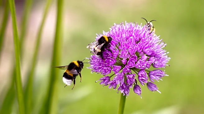Keep The Bees In Your Yard By Providing The Simplest DIY House From Bamboo Sticks