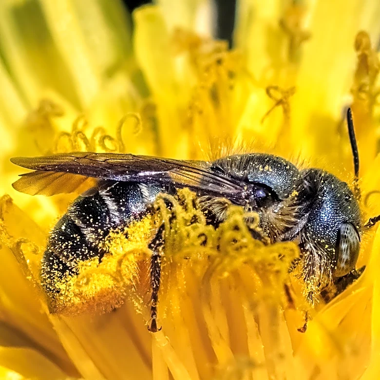 Turn An Old Tin Can Into The Cutest Habitat For Visiting Bees With A DIY