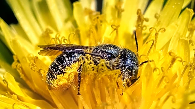 Turn An Old Tin Can Into The Cutest Habitat For Visiting Bees With A DIY