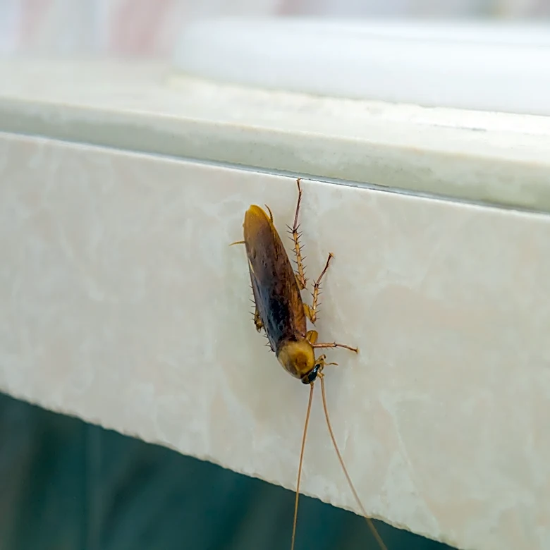 How To Prevent Bugs From Entering Your Home (The Place You Didn't Check)