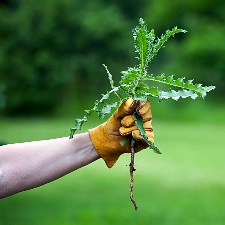 Easier Than Hand-Pulling: The Quicker Tool For Cutting Through Stubborn Weeds