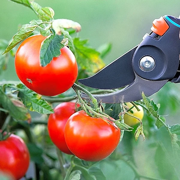 No Need For Garden Shears: The Quicker Tool For Harvesting Plants That Fits On Your Finger