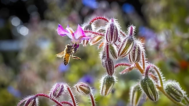 Give Bees A Place To Live With The Cutest Find From Amazon