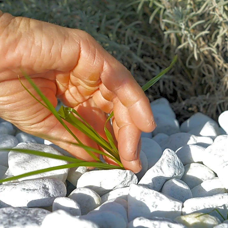 Remove Weeds From Gravel Driveways With A Snake-Like Tool From Amazon
