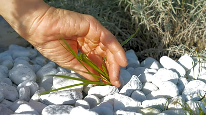 Remove Weeds From Gravel Driveways With A Snake-Like Tool From Amazon