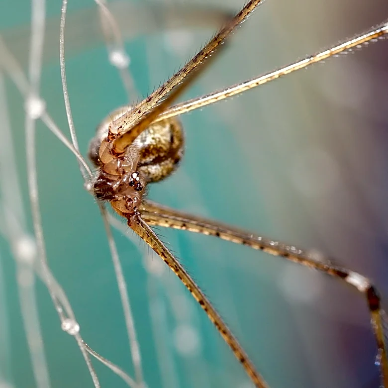 What To Do If You Spot A Brown Recluse Spider In Your Bed