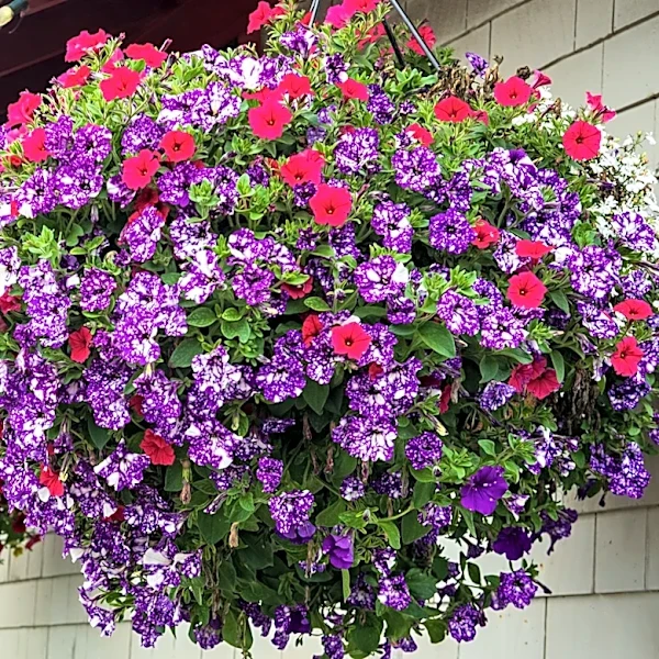 Your Store-Bought Potted Petunias Will Look 10x Lusher With This Easy Step